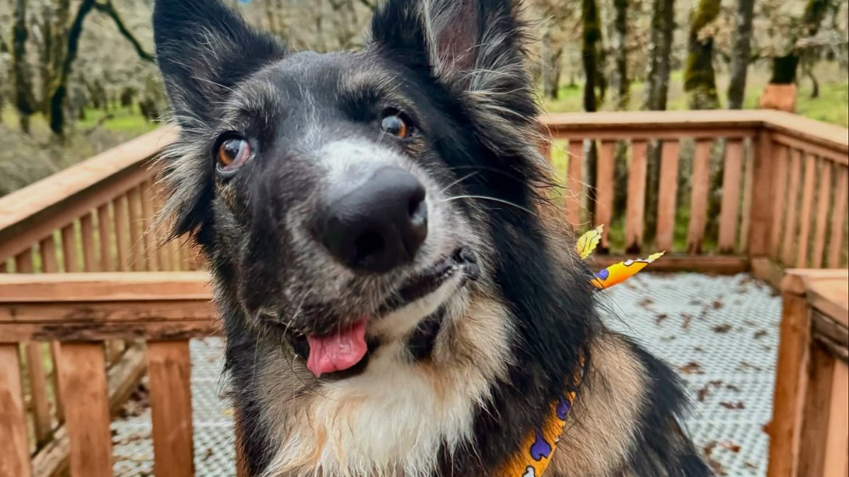 ABD’de asimetrik yüzüyle dikkat çeken köpek
