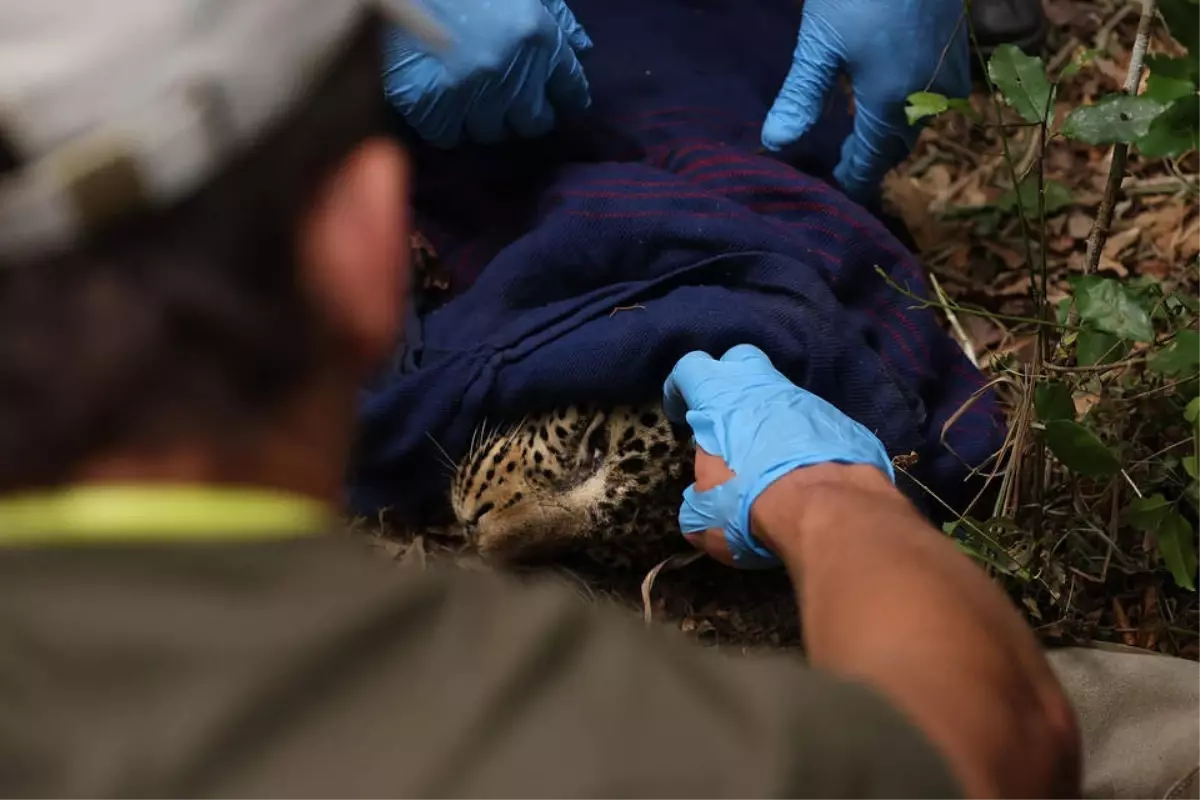 Kenya’da Avcı Tuzağına Yakalanan Leopar Kurtarıldı