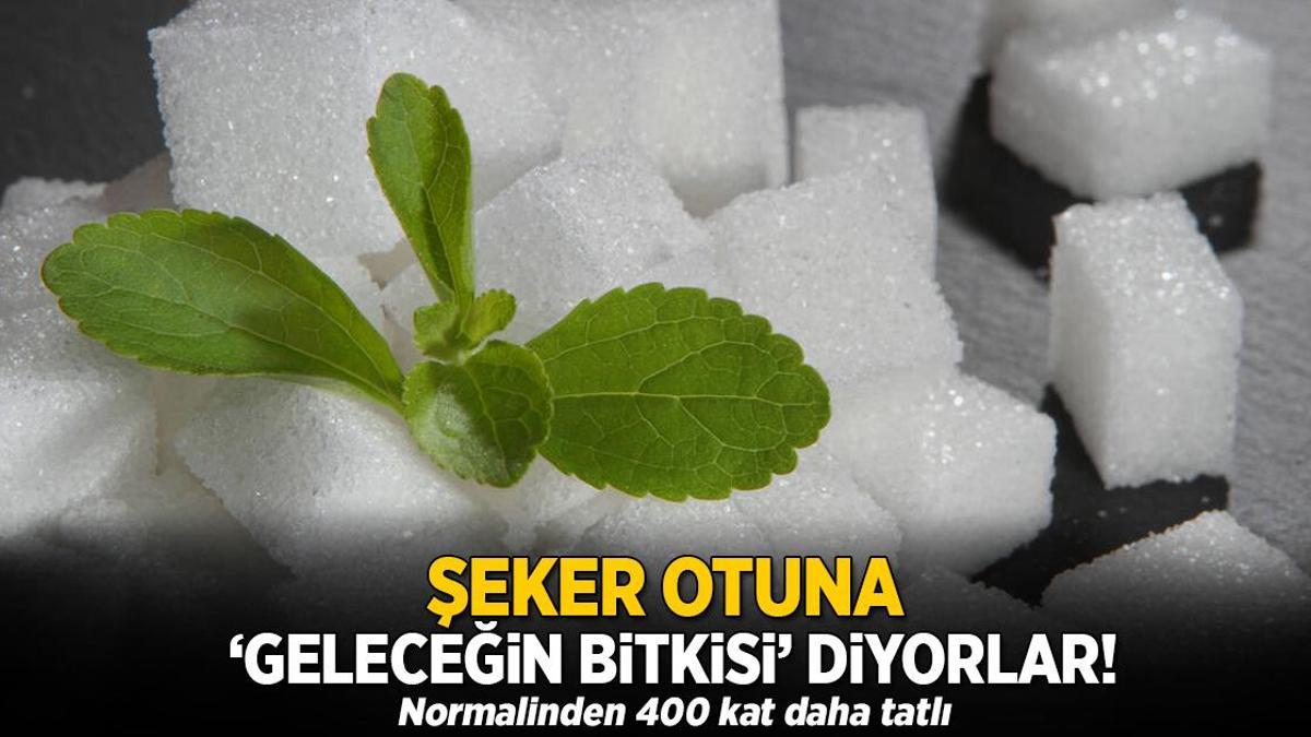Şeker otuna ‘geleceğin bitkisi’ diyorlar! Normalinden 400 kat daha tatlı