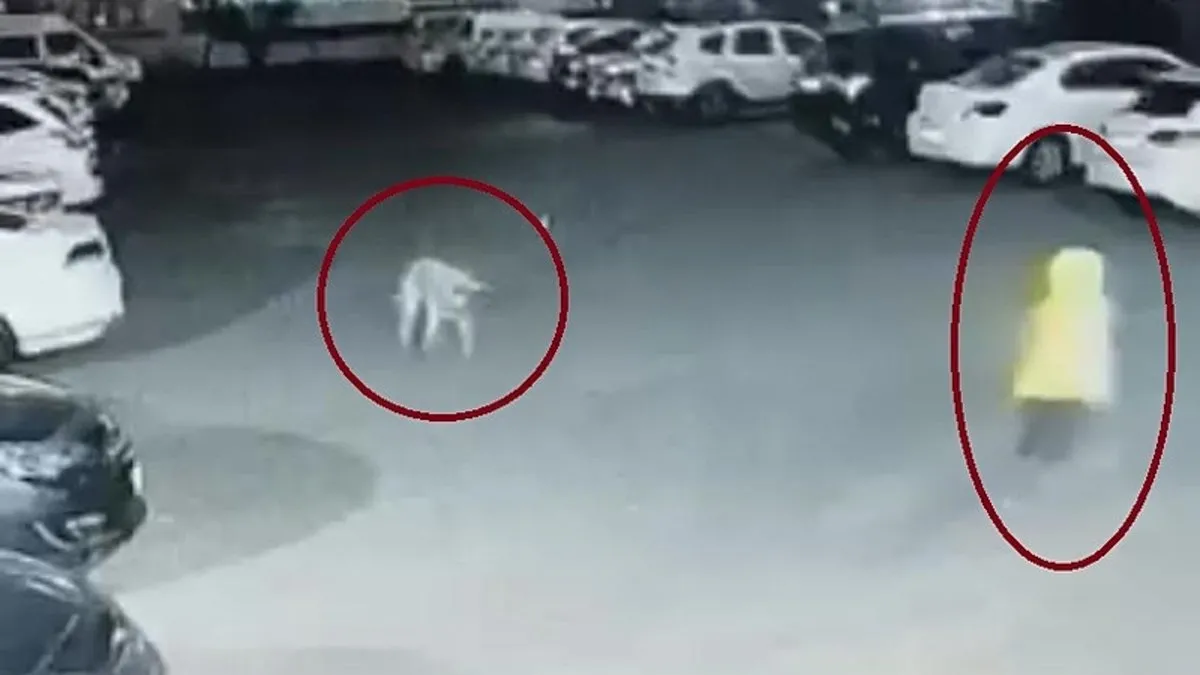 Sitede köpek dehşeti: Anne ve çocuğuna saldırdı!