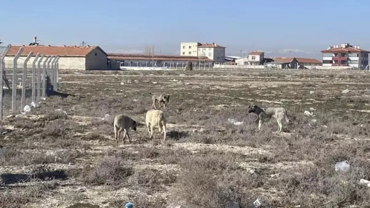 Konya’da köpeklerin saldırdığı bebeğin ölümüne ilişkin soruşturma başlatıldı